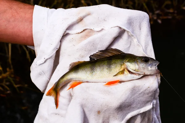 漁師が釣った魚 — ストック写真