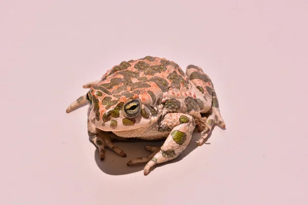 Bufo sapo europeu comum — Fotografia de Stock