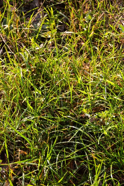 Green Grass Pattern Texture — Stock Photo, Image