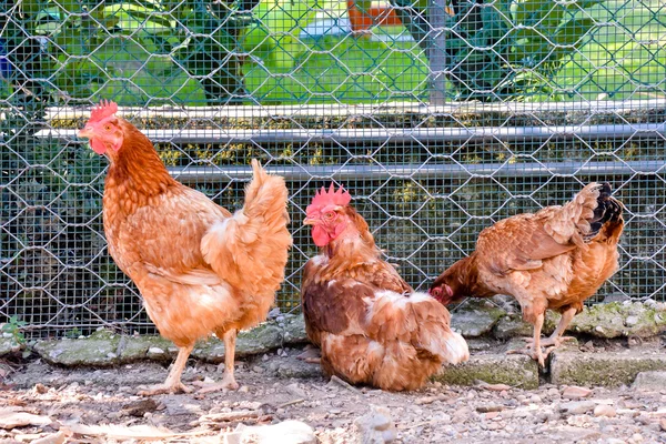 Italian Chicken Animal Bird — Stock Photo, Image