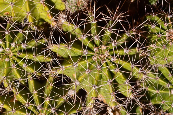 Фон текстуры кактуса — стоковое фото