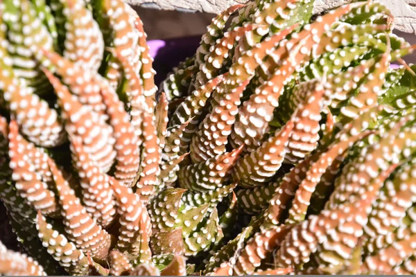 Фон текстуры кактуса — стоковое фото