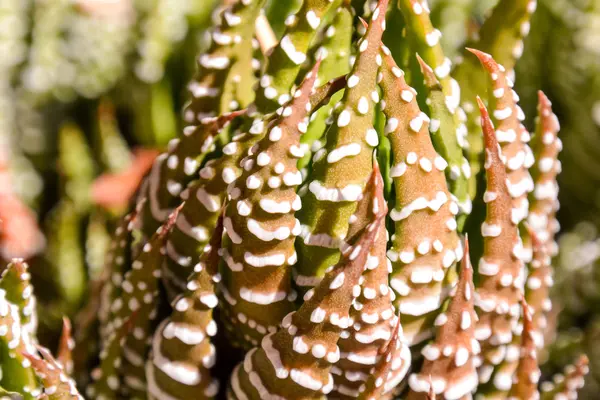 Cactus Texture Background — Stock Photo, Image