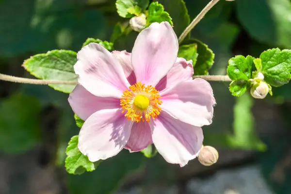 Blooming Flower Background — Stock Photo, Image