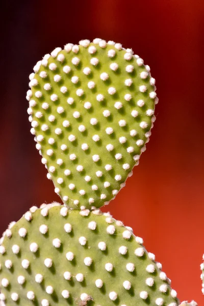 Cactus textuur achtergrond — Stockfoto