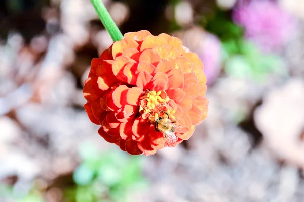 盛开的花背景 — 图库照片