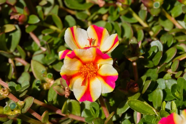 Fioritura fiore sfondo — Foto Stock