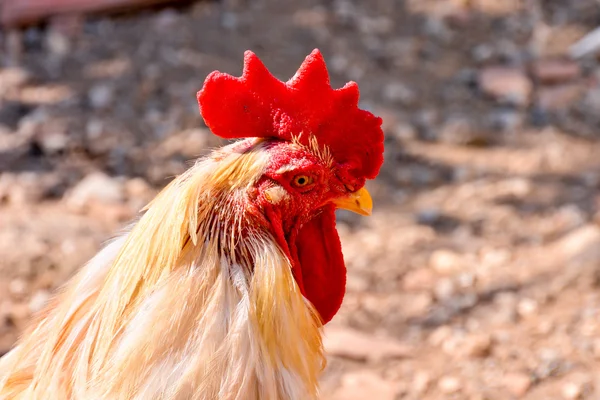 Poulet italien Oiseau animal — Photo