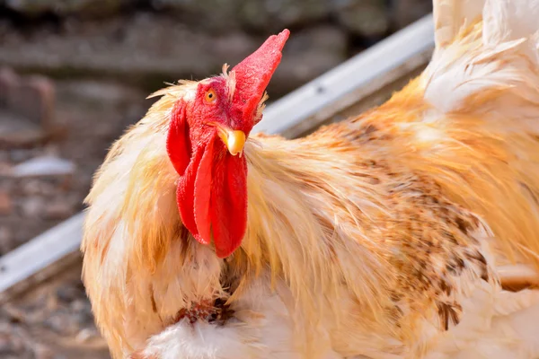 Pássaro animal de frango italiano — Fotografia de Stock