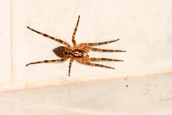 Araña en la pared —  Fotos de Stock