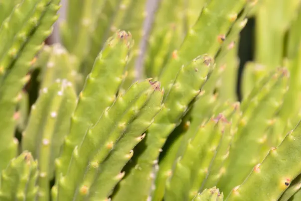 Kaktus tekstura tło — Zdjęcie stockowe
