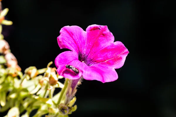 Floraison Fond de fleur — Photo
