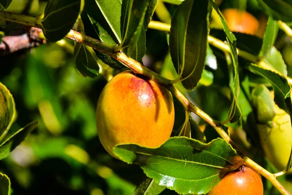 Zizyphus jujuba Fruta — Fotografia de Stock