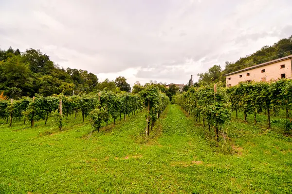 Vinice připravena k výrobě vína — Stock fotografie