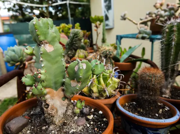 Cactus textur bakgrund — Stockfoto