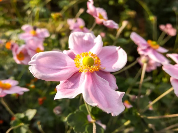 Цветущий цветок — стоковое фото