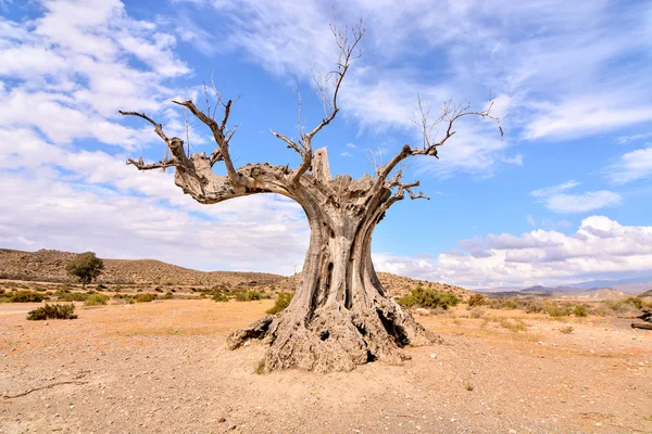 Paesaggio deserto asciutto — Foto Stock