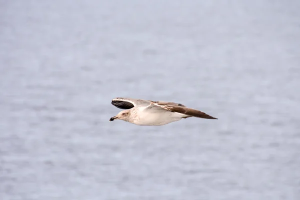 Gabbiano uccelli acquatici Animali — Foto Stock