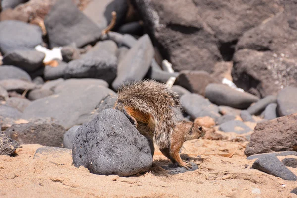 Ground Squirrel Atlantoxerus Getulus — Stock Photo, Image