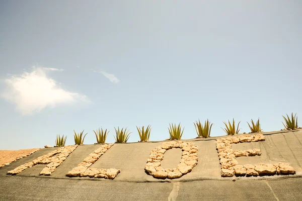 Planta de aloe vera —  Fotos de Stock