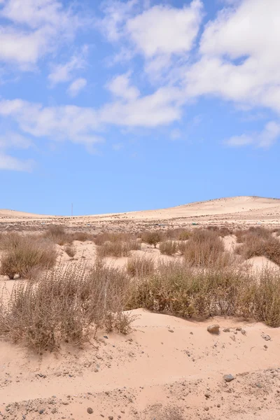 Suchy krajobraz pustyni — Zdjęcie stockowe