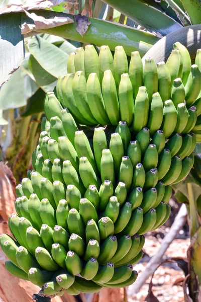 Campo di piantagione di banane — Foto Stock