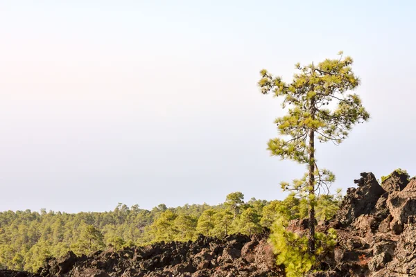 Vista dell'albero di pino — Foto Stock