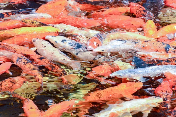 Karpfen Fisch Textur Hintergrundmuster — Stockfoto