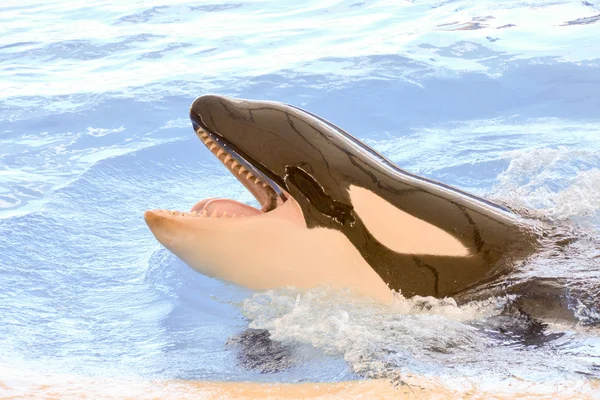 Mammal Orca Killer Whale Fish — Stock Photo, Image