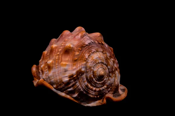 Orange Conch Sea Shell — Stock Photo, Image