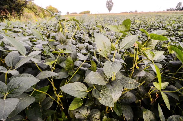 Verse groene soja veld — Stockfoto