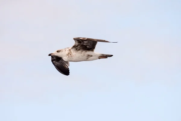 Seagull Water vogel dier — Stockfoto