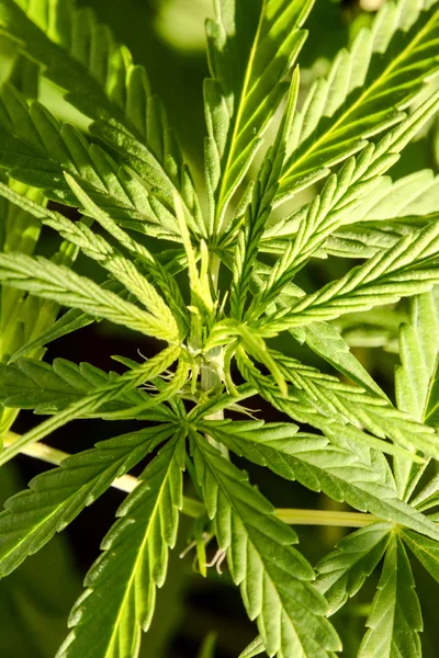 Деталі рослинного листя конопель Marijuana — стокове фото