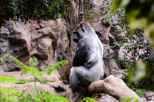 Grande mamífero gris adulto fuerte gorila —  Fotos de Stock