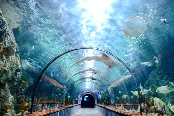 Acquarium tele gyönyörű trópusi halak — Stock Fotó