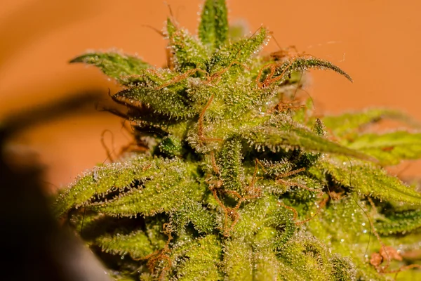 Cannabis Marijuana Leaf Plant Detail — Stock Photo, Image