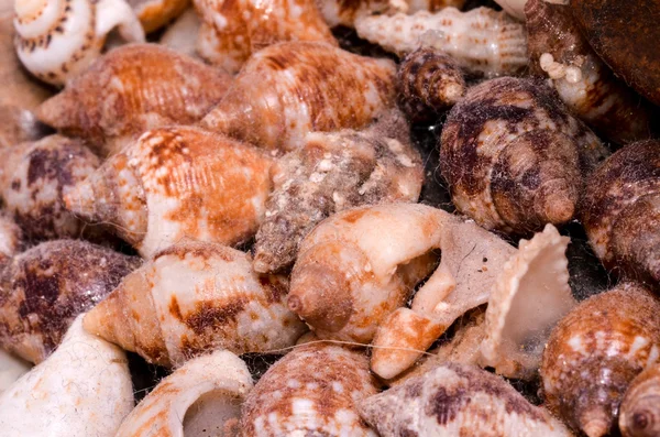 Background of sea shells — Stock Photo, Image