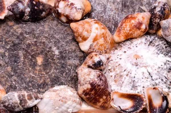 貝殻の背景 — ストック写真