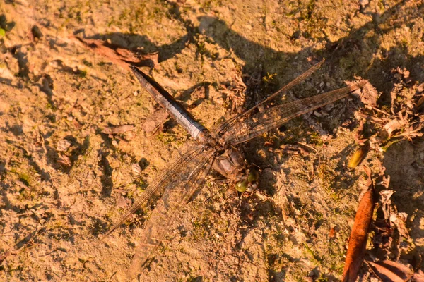蜻蜓溪水 imperator — 图库照片