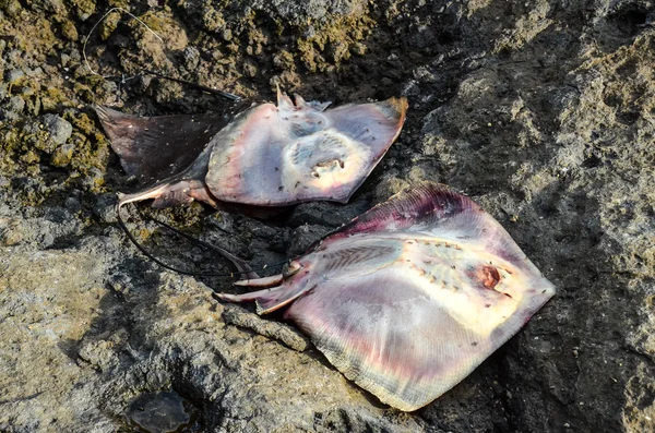 Dead Stingray Fish — Stock Photo, Image