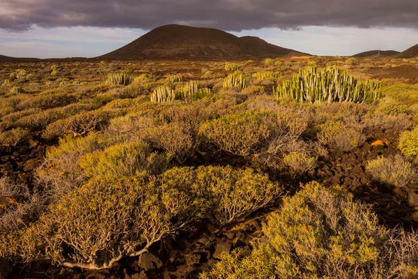 Cactus woestijn zonsondergang op Tenerife Canarische Eiland — Stockfoto