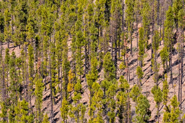 Fyrretræ grøn skov - Stock-foto