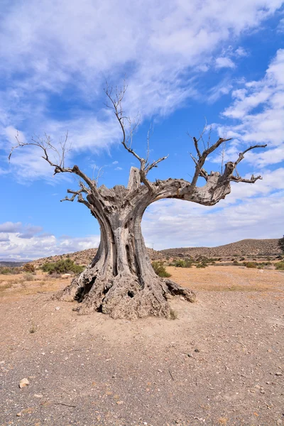 Paesaggio deserto asciutto — Foto Stock