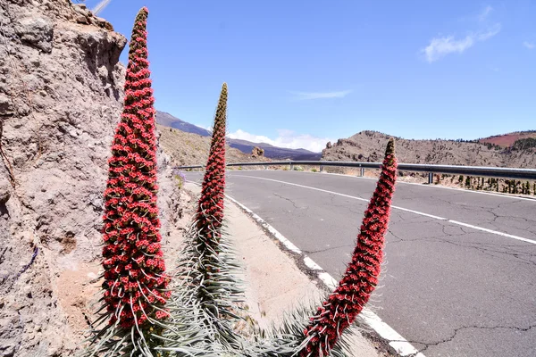 Kwiaty czerwone tajinaste na wulkan Teide — Zdjęcie stockowe