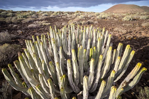 Tenerife Kanarya Adası 'nda Kaktüs Çöl Günbatımı — Stok fotoğraf