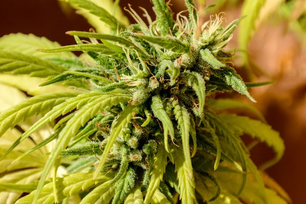 Green Cannabis Marijuana Leaf Plant Detail — Stock Photo, Image