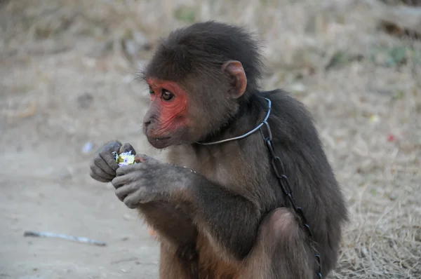 Affe in Ketten in Vietnam — Stockfoto