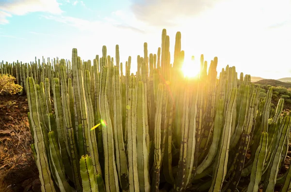 Spokojny zachód słońca na pustyni kaktusowej — Zdjęcie stockowe