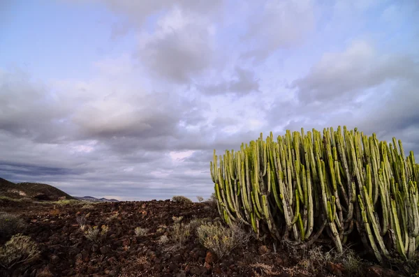 Kalme cactus woestijn zonsondergang — Stockfoto