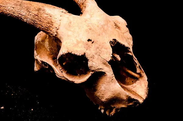 Sucha czaszka kozy z dużym — Zdjęcie stockowe